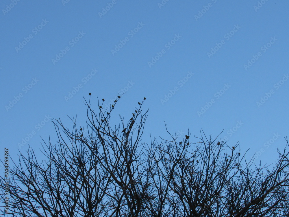 birds birds