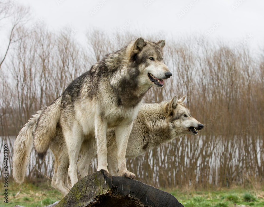 Fototapeta premium Wolves on the Lookout