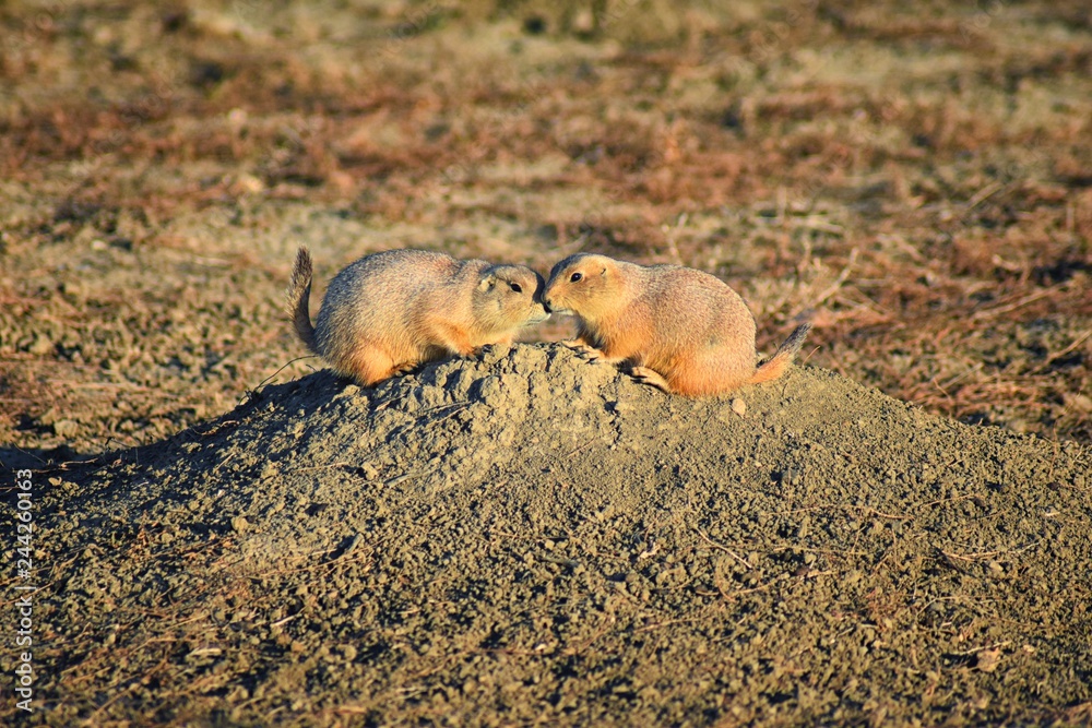 Obraz premium Prairie Dog (genus Cynomys ludovicianus) Black-Tailed in the wild, herbivorous burrowing rodent, in the shortgrass prairie ecosystem, alert in burrow, barking to warn other prairie dogs of danger in B