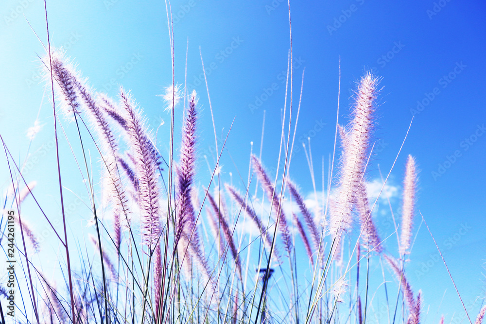 Fototapeta premium Blurred grass on background of blue sky