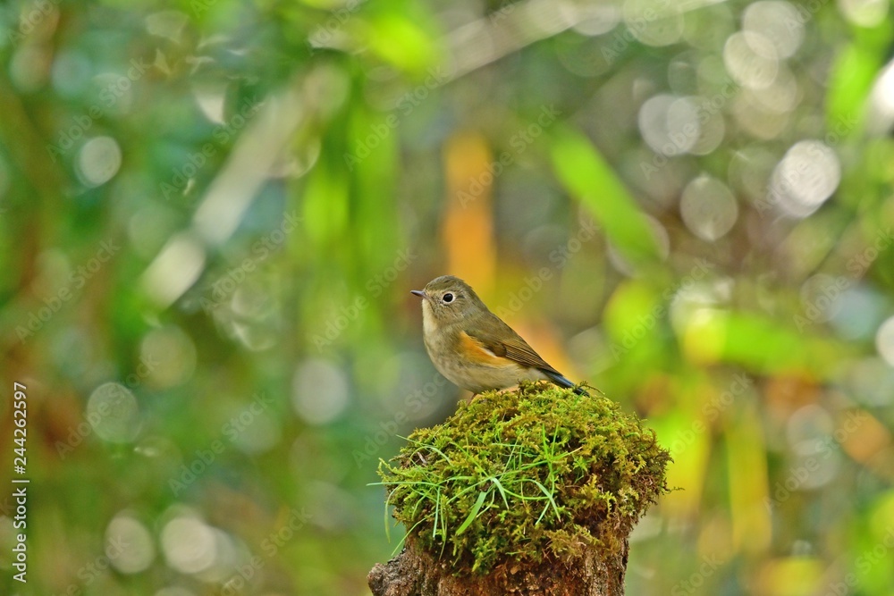 Obraz premium お立ち台でくつろぐルリビタキメス