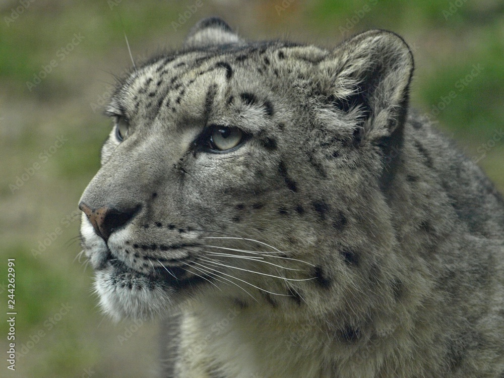 Macro of the head of a snow leopard Macro of the head of a snow leopard