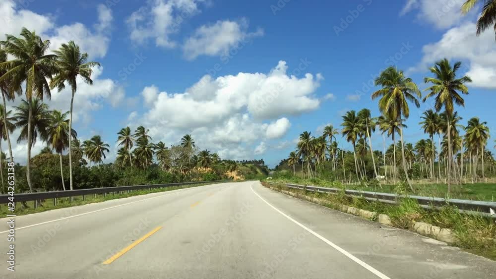 Road through high palm trees, along the road, views of palm trees, palm forest. Road to the Dominican Republic Road through high palm trees, along the road, views of palm trees, palm forest. Road to the Dominican Republic