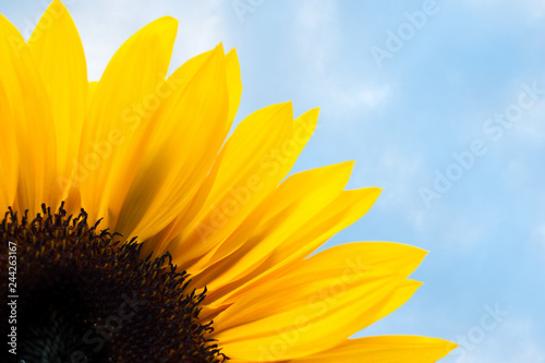 Sunflower Sky