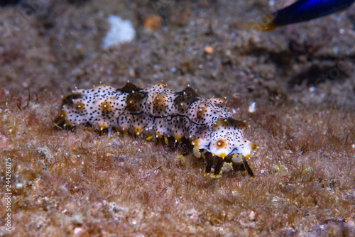 Holothurian Bohadschia graeffei Juvenile photo