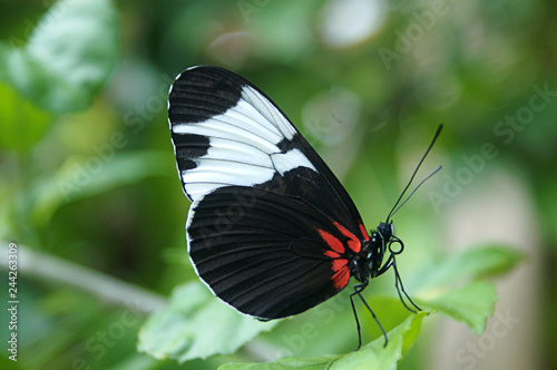 Butterfly With Black, White and Red Wings