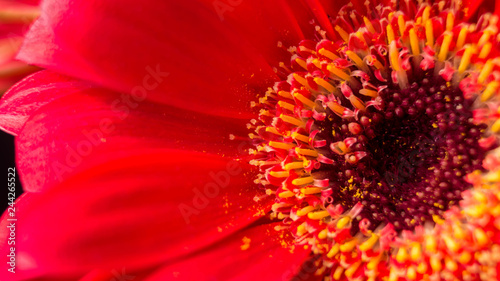 Low-Key Images of Gerbera Daisies