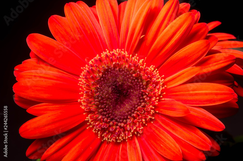 Low-Key Images of Gerbera Daisies