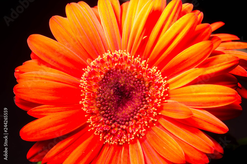 Low-Key Images of Gerbera Daisies