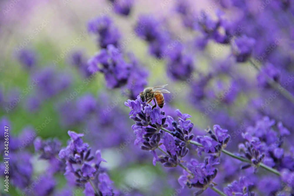Small buzzing bee lands on a vibrant lavender plant in full bloom. Small buzzing bee lands on a vibrant lavender plant in full bloom.