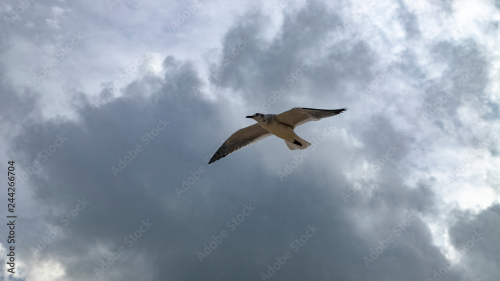Beach hunters in Playa del Carmen. Seagulls in search of food Beach hunters in Playa del Carmen. Seagulls in search of food