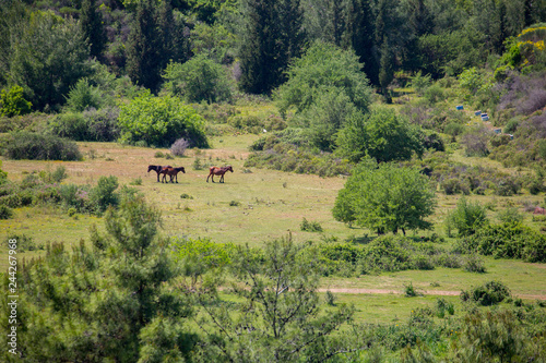 Wild Horses in Nature