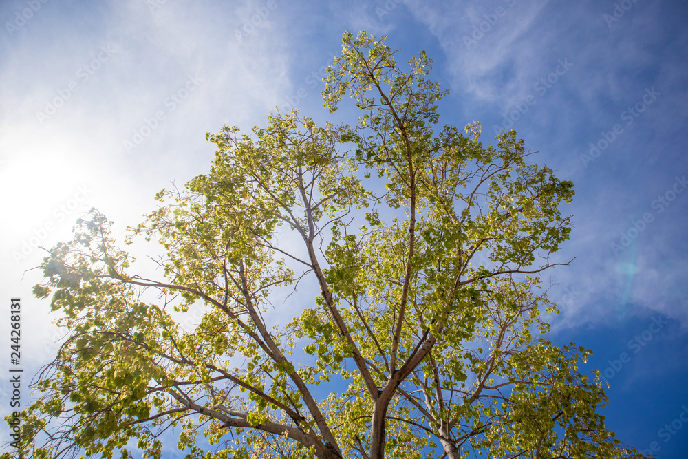 Green fresh Bodhi tree with vivid blue sky. Green fresh Bodhi tree with vivid blue sky.