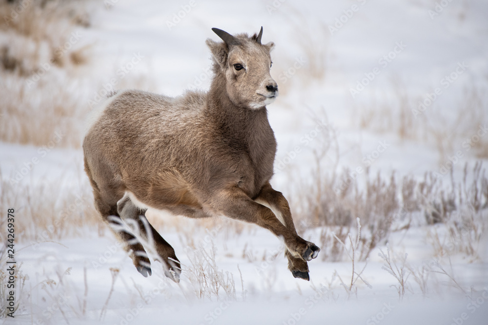 Big Horned Sheep Lamb running in Snow Big Horned Sheep Lamb running in Snow