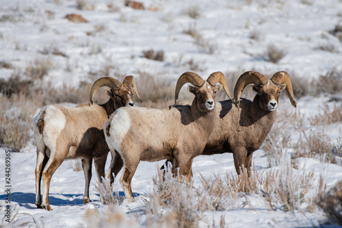 Big Horned Sheep Rams in Snow