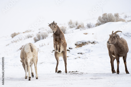 Big Horned Sheep Lamb playing in Snow