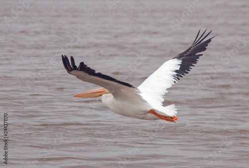 American white pelican flying low over the Santa Clara river wetland at McGrath State Park on Ventura's California gold coast in the United States