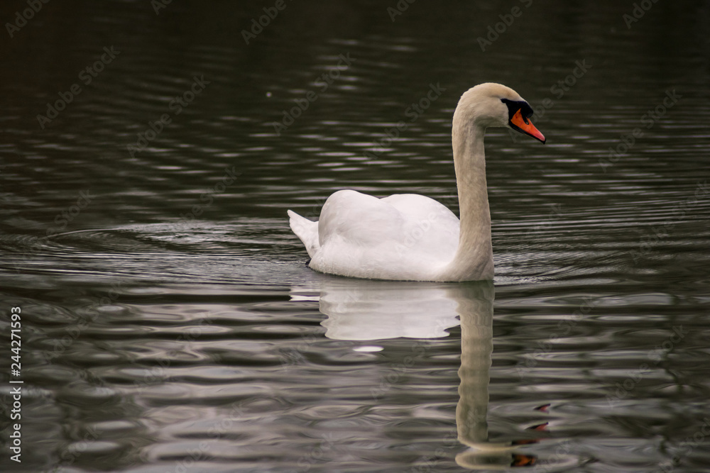 Der Schwan ist eine Gattung der Entenvögel und gehört zur Familie der Gänse