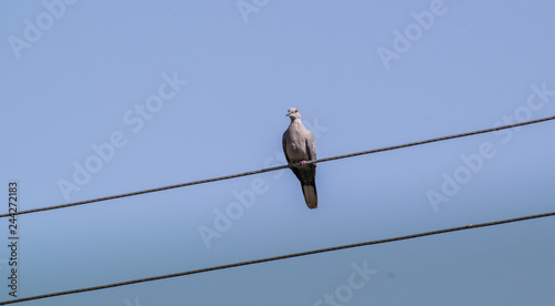bird on wire © ABHISHEK