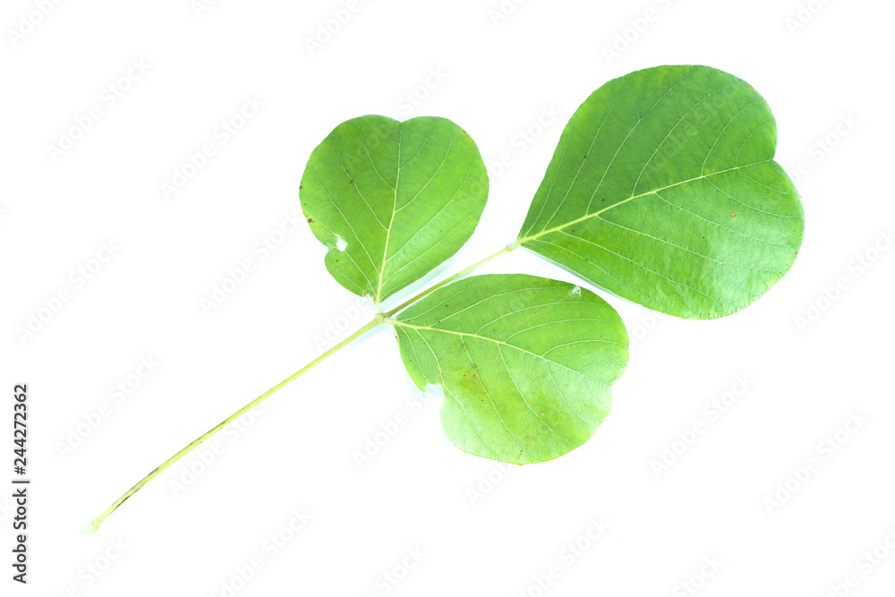 Obraz premium Bastard teak Close up