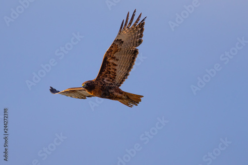 Red-tailed hawk flying in beautiful light  seen in the wild in North California