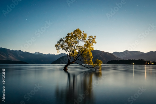 That Wanaka tree lit by the full moon