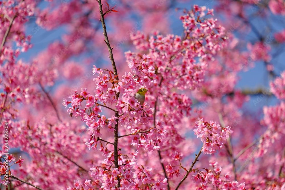 Birds are on the branches of the cherry tree