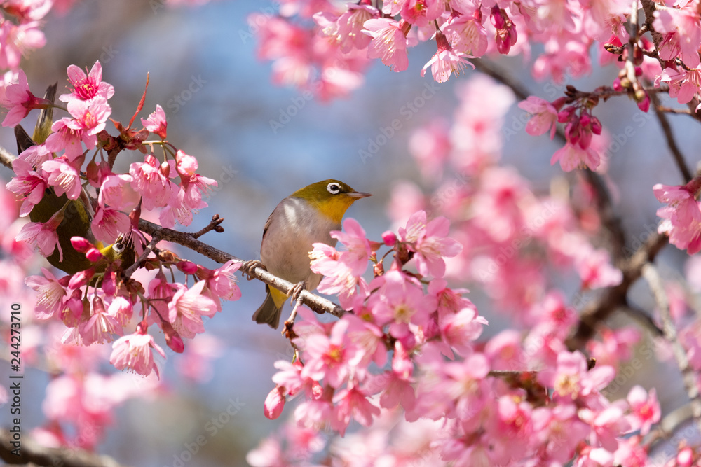 Birds are on the branches of the cherry tree Birds are on the branches of the cherry tree