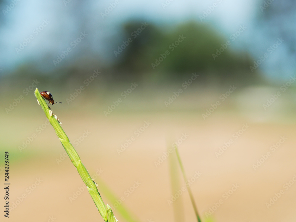 red and white ladybug on green leaf flying red and white ladybug on green leaf flying