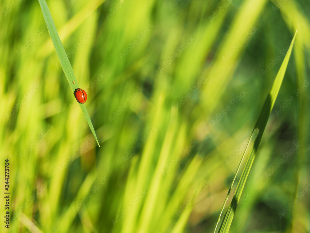 Fototapeta premium czerwona i biała biedronka na latającym zielonym liściu