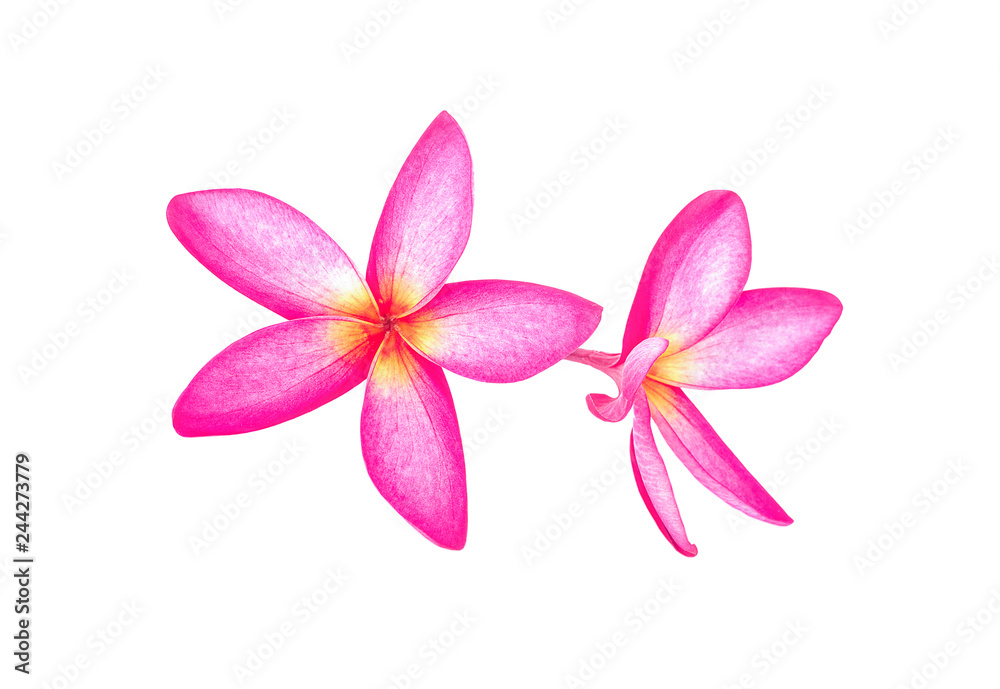 Tropical flowers frangipani (plumeria) isolated on white background Tropical flowers frangipani (plumeria) isolated on white background