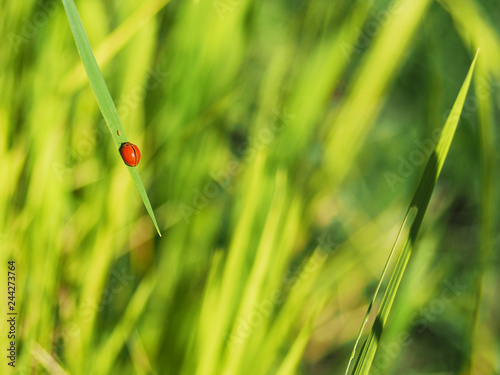 red and white ladybug on green leaf flying 