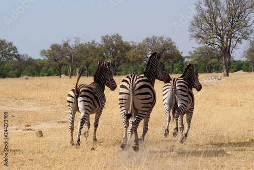 Zebras on Safari