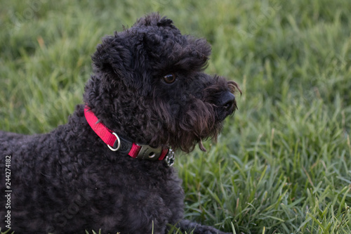 Small black dog with a red collar sitting on grass. 
