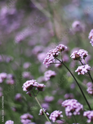 Fototapeta Naklejka Na Ścianę i Meble -  verbena flower blooming in garden and filed 