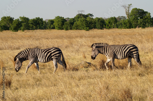 Zebras on Safari