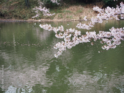 日本の桜　横浜　三ツ池公園