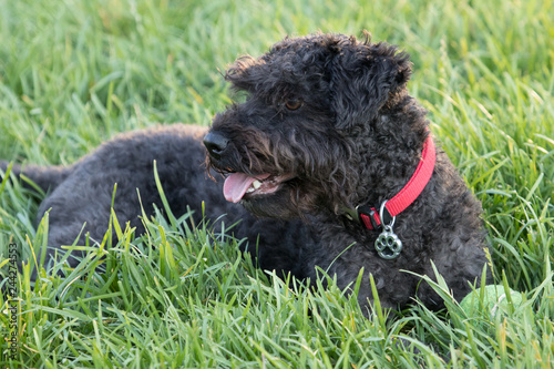 Fototapeta Naklejka Na Ścianę i Meble -  Small black dog reclining on grass with its tongue hanging out.