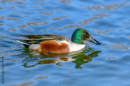 Northern shoveler - (Spatula clypeata) Duck Close-up photo
