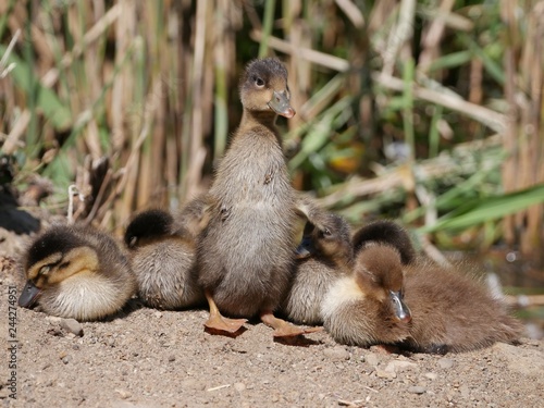 Ducklings in a row