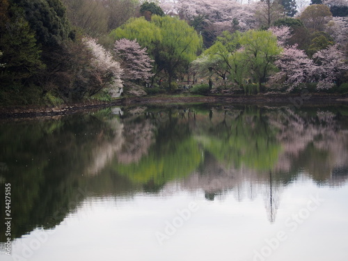 桜満開　横浜　三ツ池公園　お花見