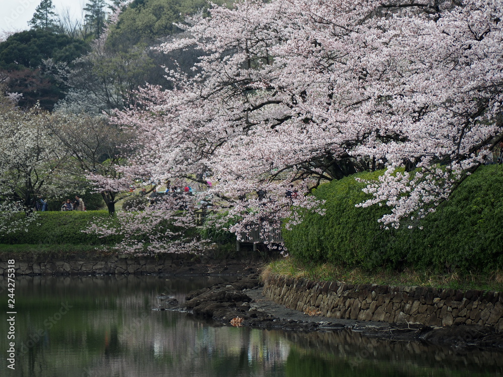 桜満開　横浜　三ツ池公園　お花見