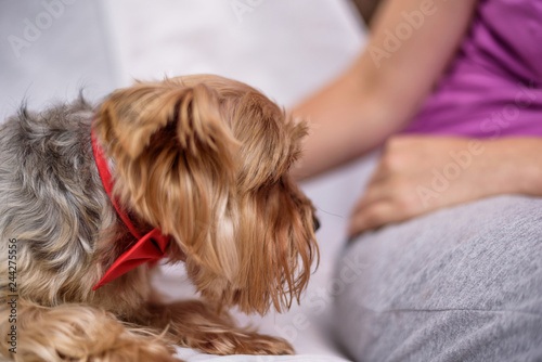 Portrait of the Yorkshire Terrier on a light background next to the girl close-up.