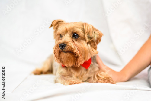 Fototapeta Naklejka Na Ścianę i Meble -  A man strokes a Yorkshire terrier, photographed close-up on a light background.