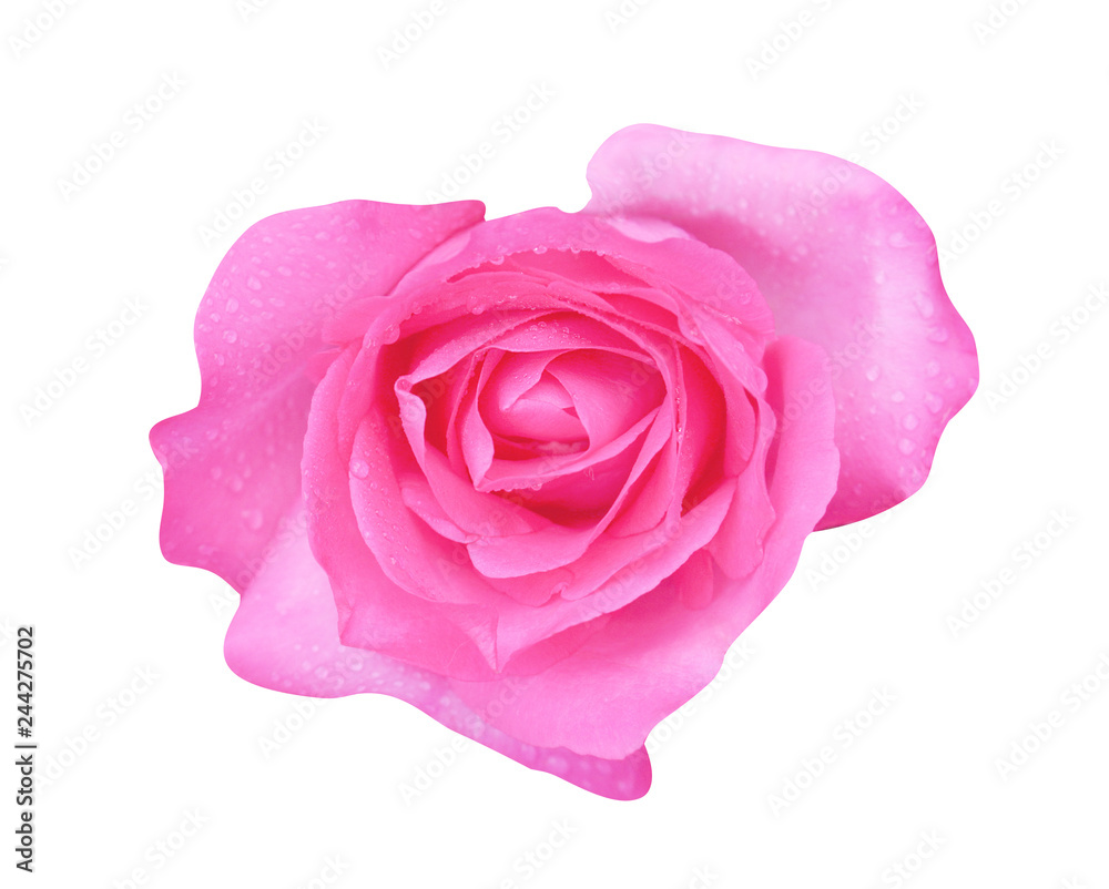 Top view colorful pink rose flowers blooming with water drops isolated on white background with clipping path Top view colorful pink rose flowers blooming with water drops isolated on white background with clipping path