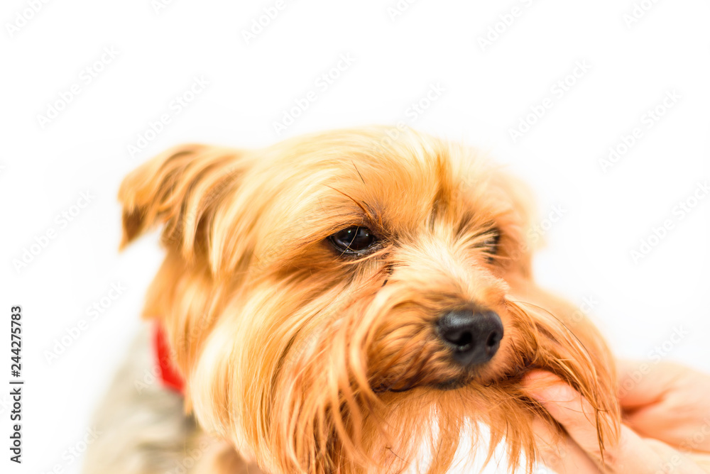 Portrait of a Yorkshire terrier