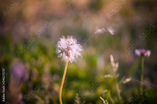 Panadero flor