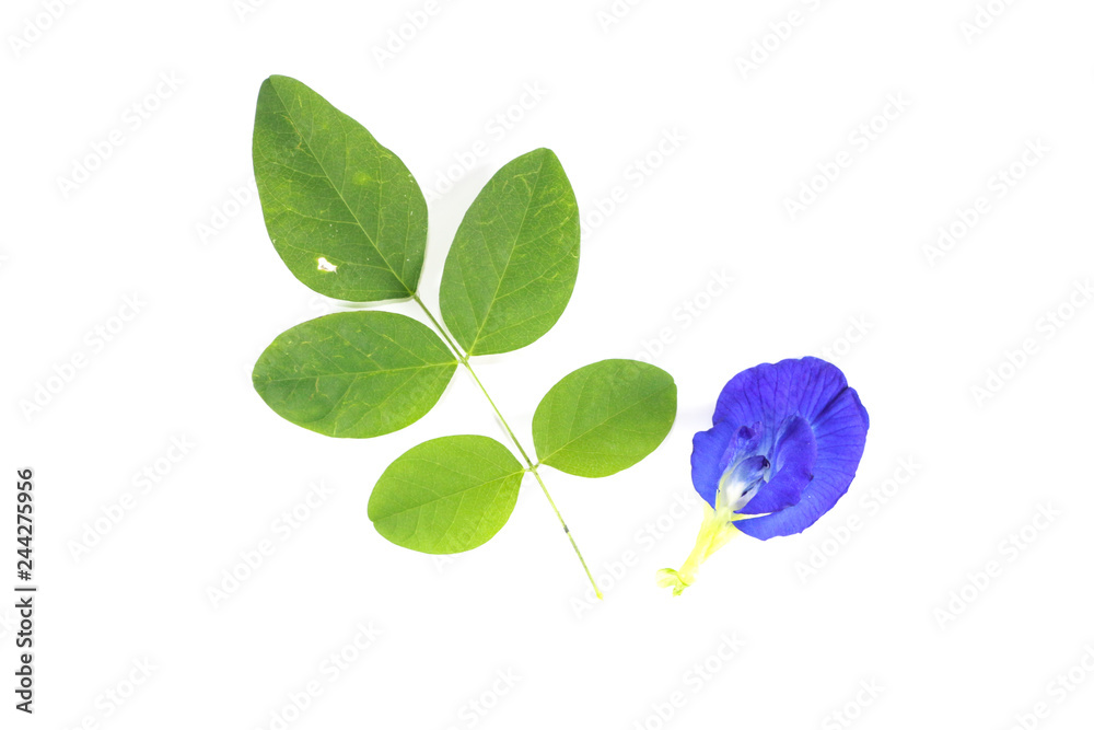 Obraz premium Butterfly pea Close up