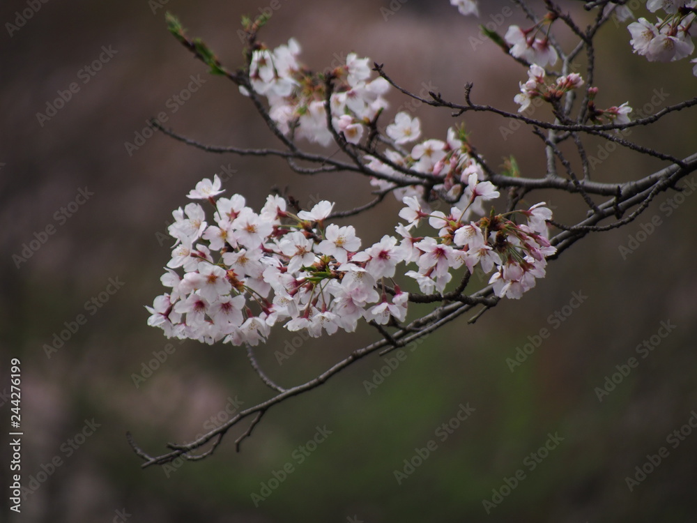 Obraz premium 横浜 桜満開 三ツ池公園