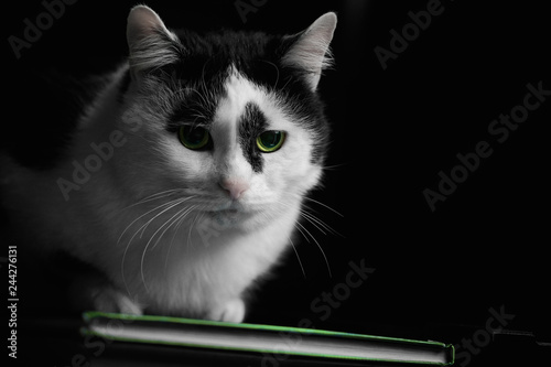 Sad cat on a green book